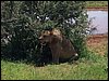 kenya0224.JPG