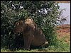 kenya0225.JPG