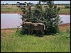 kenya0226.JPG