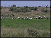 kenya0227.JPG