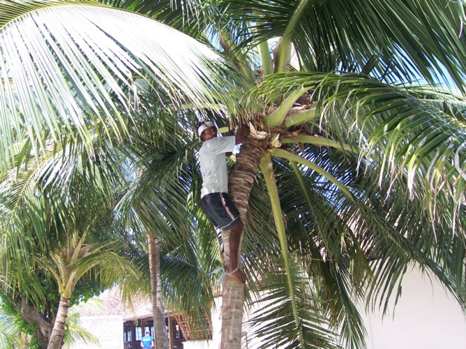 cocco01.JPG