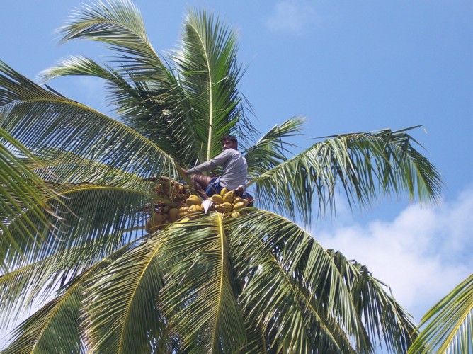 cocco02.JPG
