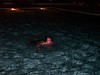 100_0073.JPG