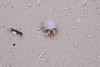 100_0207.JPG