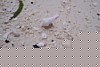 100_0212.JPG