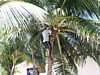 cocco01.JPG