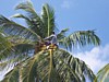 cocco02.JPG