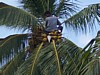 cocco03.JPG
