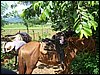 100_1142.JPG