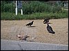 100_1333.JPG