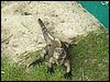 100_1555.JPG